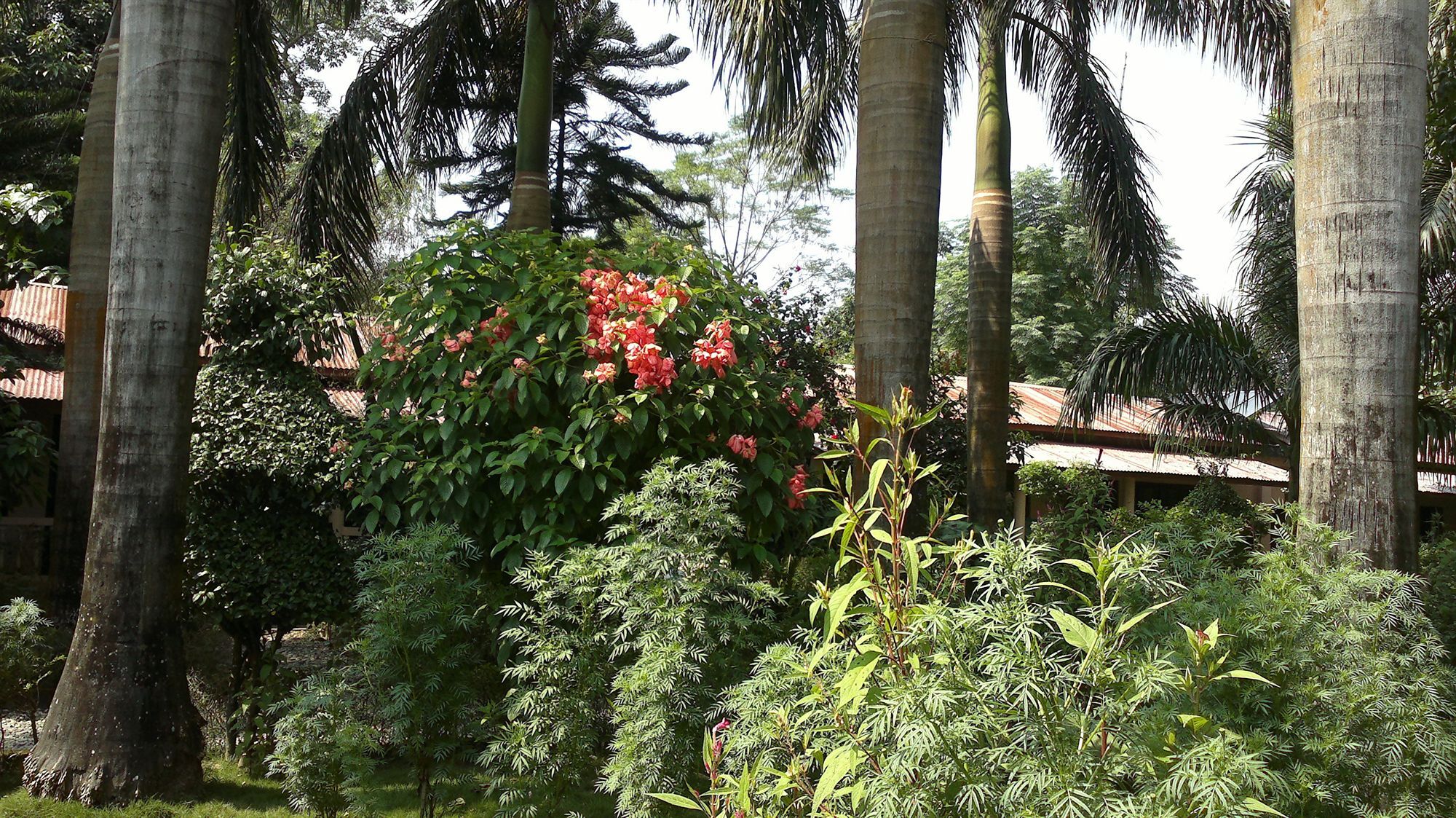 Hotel Ama Garden Sauraha Esterno foto